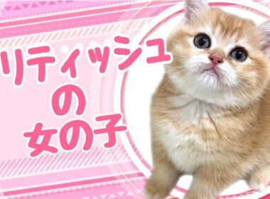 ブリティッシュショートヘアの子猫　（平野瓜破）