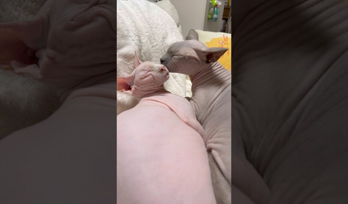なんだかんだ仲良しの猫、スルタンとアレクサンドラ【スフィンクス】