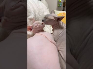 なんだかんだ仲良しの猫、スルタンとアレクサンドラ【スフィンクス】