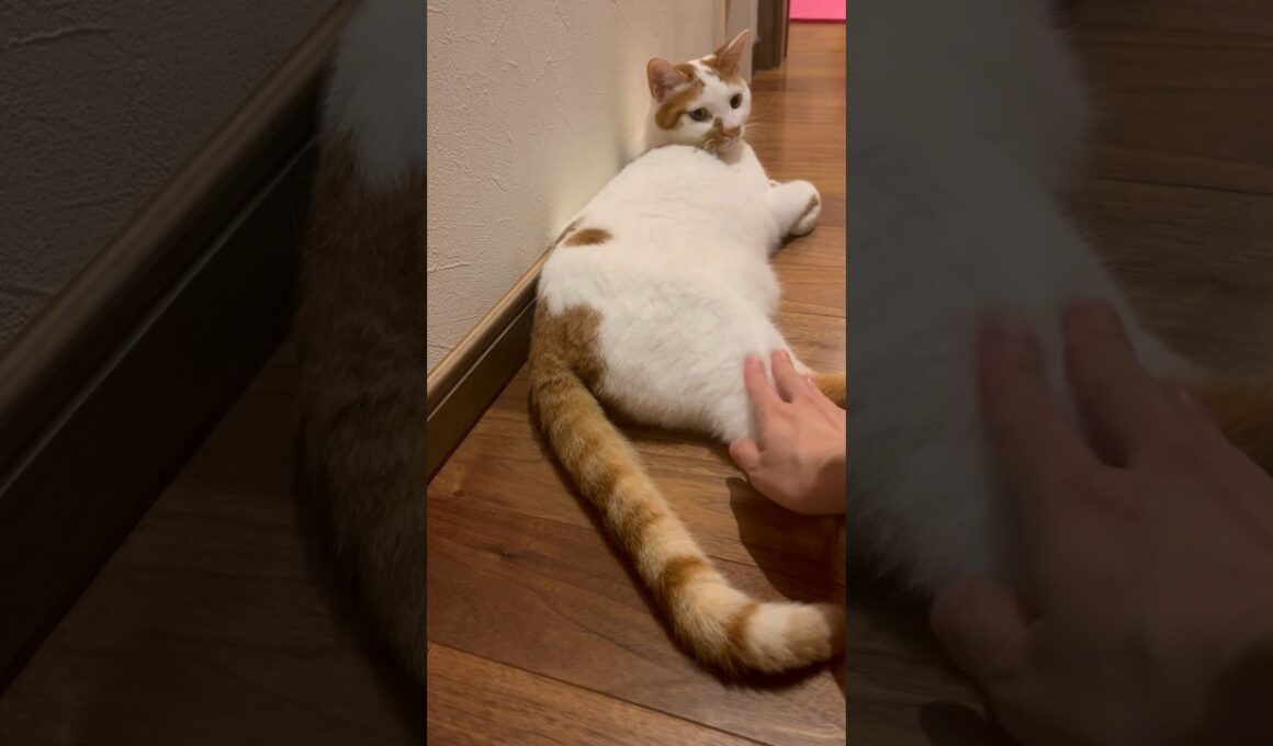 少し大人になったテンくん。 #cat #ねこ #保護猫 #日本猫