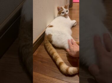 少し大人になったテンくん。 #cat #ねこ #保護猫 #日本猫