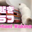 バーマン猫ラフ【寝起きのラフ】Raphael Waking Up（バーマン猫）Birman/Cat