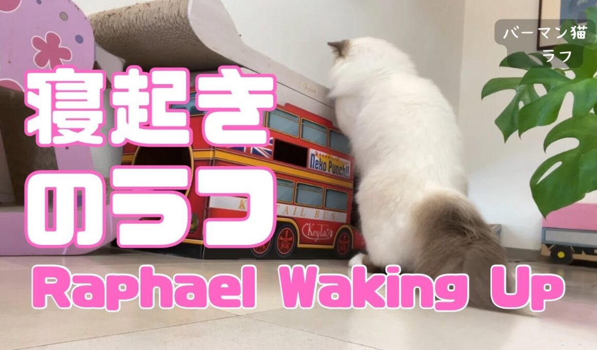 バーマン猫ラフ【寝起きのラフ】Raphael Waking Up（バーマン猫）Birman/Cat