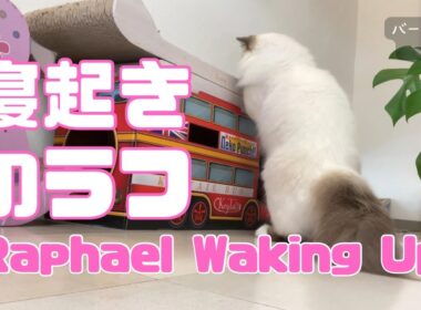 バーマン猫ラフ【寝起きのラフ】Raphael Waking Up（バーマン猫）Birman/Cat