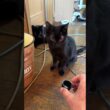 ペットボトルのキャップで遊ぶ黒猫くー。シャム猫の子ネコ雫に、ちょっかいを出され、キャップを見失ったので、別のキャップを用意