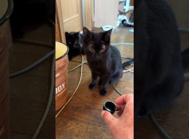 ペットボトルのキャップで遊ぶ黒猫くー。シャム猫の子ネコ雫に、ちょっかいを出され、キャップを見失ったので、別のキャップを用意