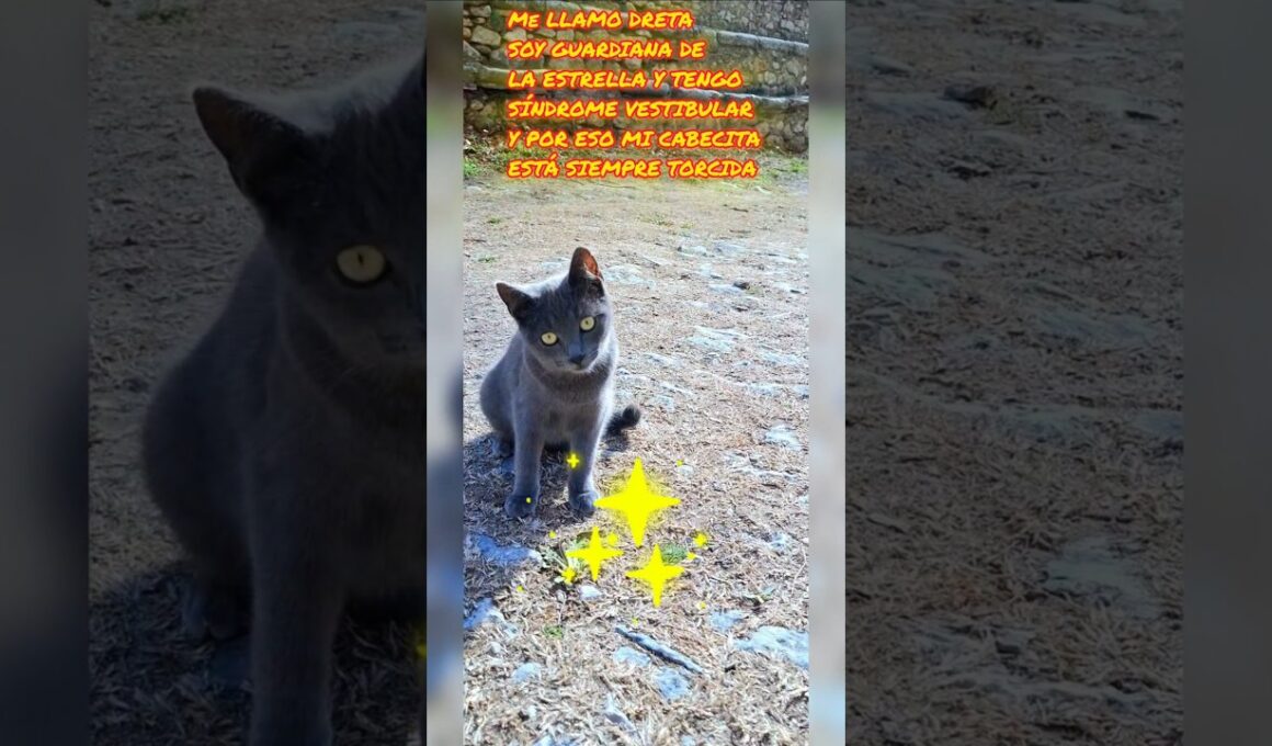 Desliza si soy feo 5, Dreta, gatita Korat Guardiana de La Estrella #prettycat #kitten #hype #gatos