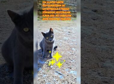 Desliza si soy feo 5, Dreta, gatita Korat Guardiana de La Estrella #prettycat #kitten #hype #gatos