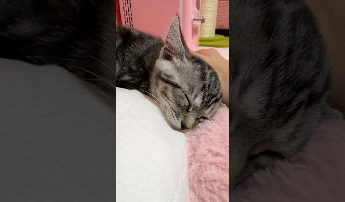 猫エイズ陽性の子猫が鳴らす幸せの音