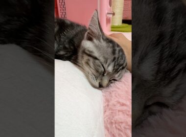 猫エイズ陽性の子猫が鳴らす幸せの音