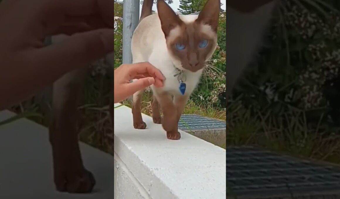 Cute Cat #shorts #cat #kitten #animals #pets #shortsfeed