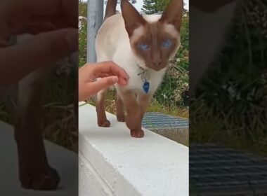 Cute Cat #shorts #cat #kitten #animals #pets #shortsfeed