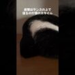 昼間はタンスの上で寝ています #保護猫 #猫のいる暮らし #cat
