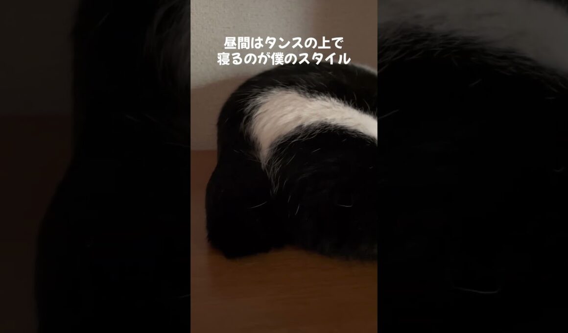 昼間はタンスの上で寝ています #保護猫 #猫のいる暮らし #cat