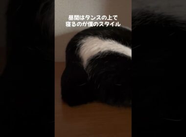 昼間はタンスの上で寝ています #保護猫 #猫のいる暮らし #cat