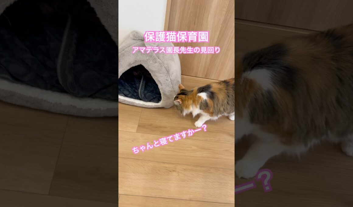 今日の子猫たち。保護猫保育園。アマテラス園長先生の見回り。#cat #子ネコ #子猫 #ねこ #保護猫 #寝かしつけ #kitten #shorts