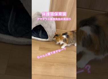 今日の子猫たち。保護猫保育園。アマテラス園長先生の見回り。#cat #子ネコ #子猫 #ねこ #保護猫 #寝かしつけ #kitten #shorts