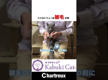 【簡単！綺麗に！】オイル2滴でピカピカツヤツヤ #シャルトリュー #子猫 #猫好きさんと繋がりたい