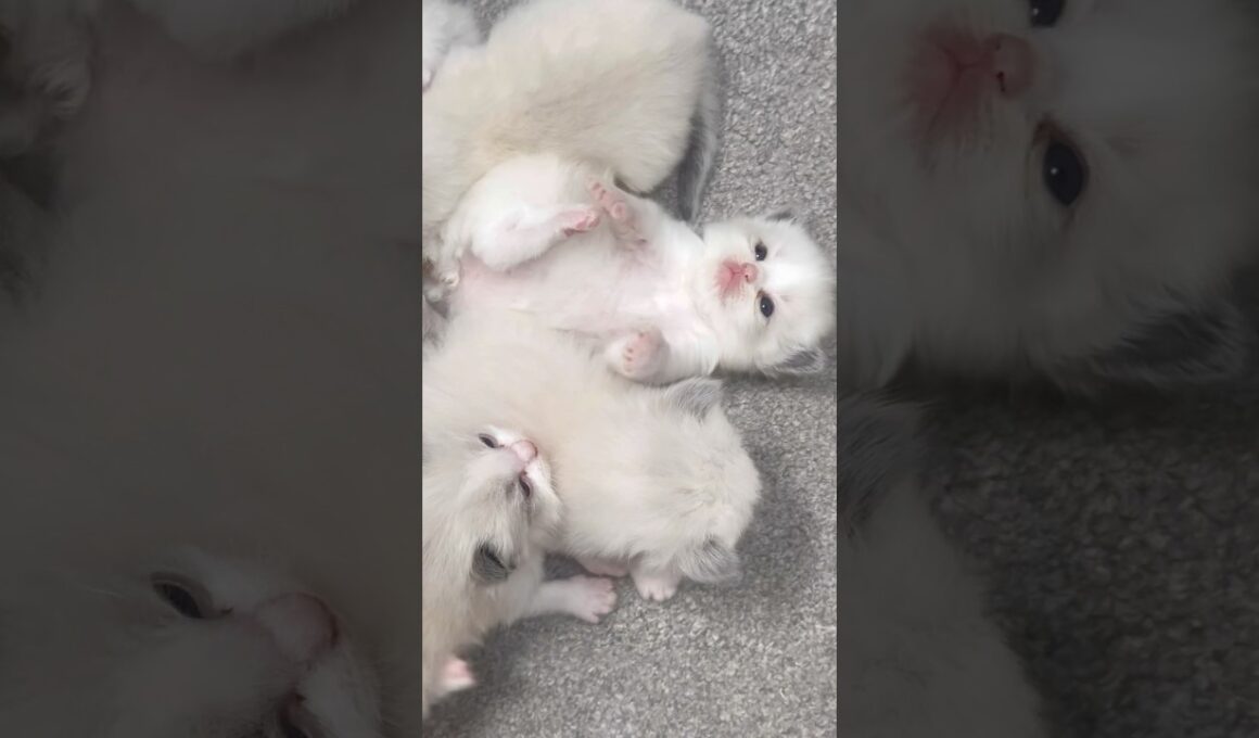 世界中のかわいい猫ちゃんたち、ラグドール！#ショートパンツ