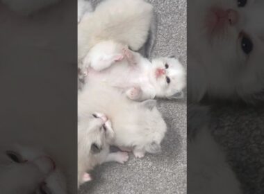 世界中のかわいい猫ちゃんたち、ラグドール！#ショートパンツ
