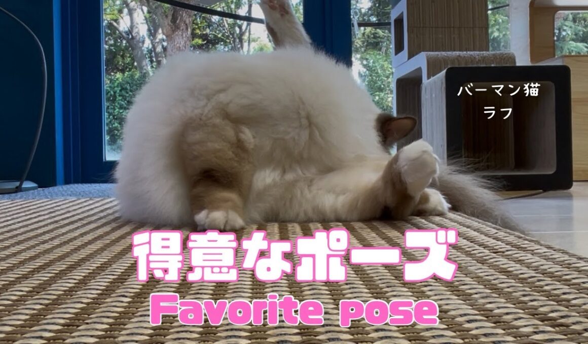 バーマン猫ラフ【得意なポーズ】Favorite pose（バーマン猫）Birman/Cat