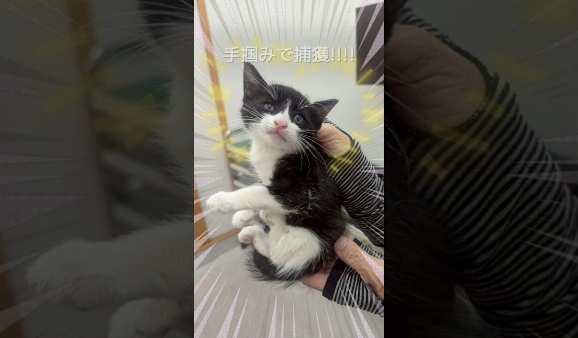 草むらの中でずっと鳴いてた子猫を保護しました  #shorts #保護猫 #子猫