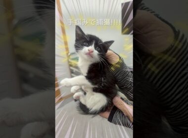 草むらの中でずっと鳴いてた子猫を保護しました  #shorts #保護猫 #子猫