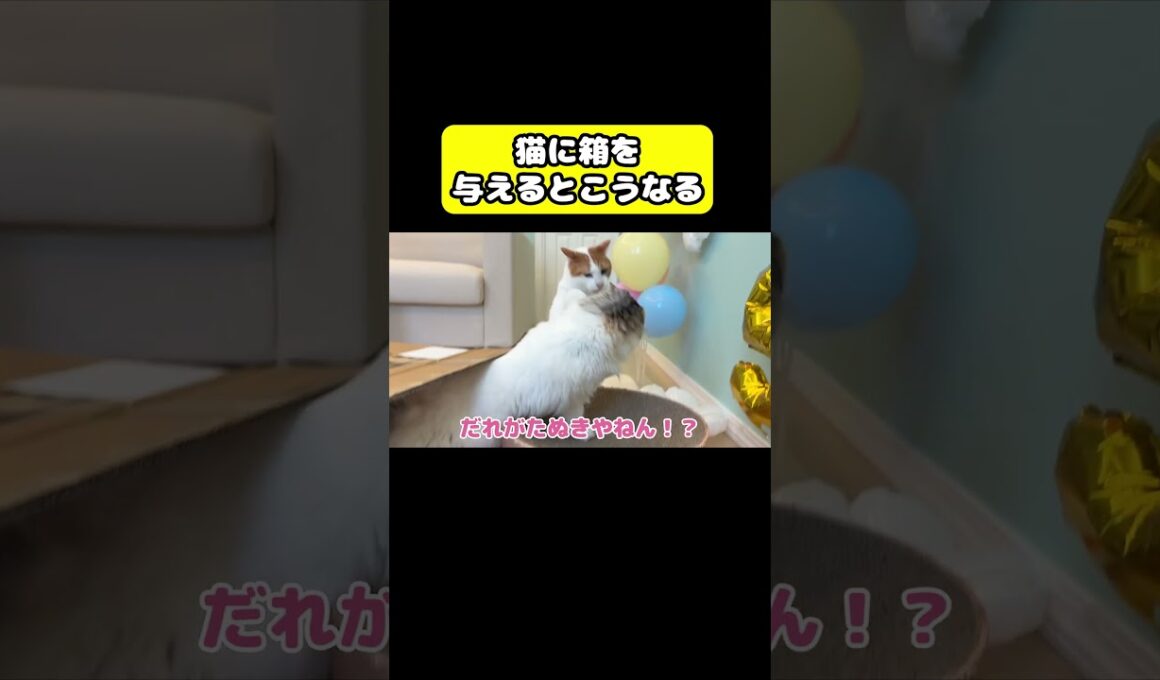 猫に箱を与えるとこうなる…#猫 #おもしろ #アテレコ #ニャンチューバーつくし