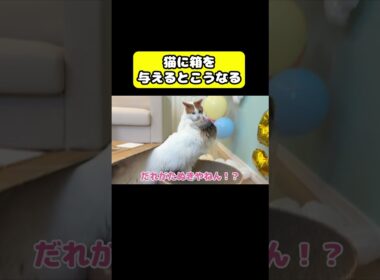 猫に箱を与えるとこうなる…#猫 #おもしろ #アテレコ #ニャンチューバーつくし