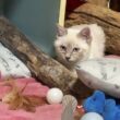 シャムの子ネコ雫、黒猫の子ネコ黒夢に、仕掛けるか。しばらくして、仕掛けた