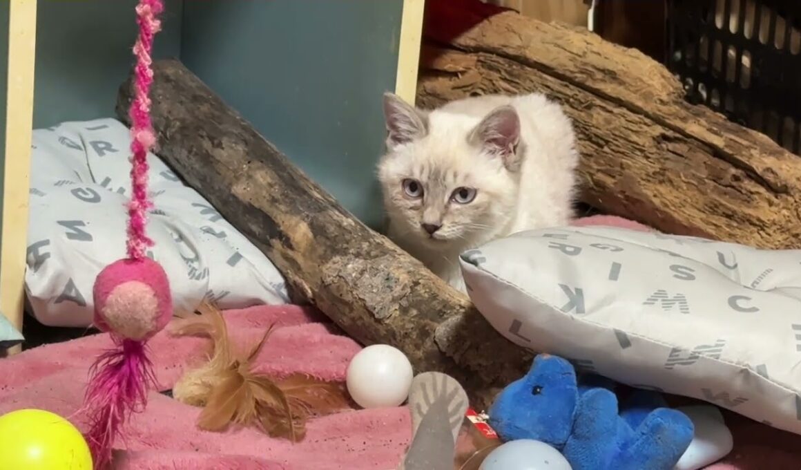 シャムの子ネコ雫、黒猫の子ネコ黒夢に、仕掛けるか。しばらくして、仕掛けた