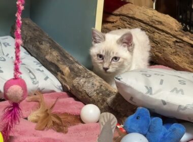 シャムの子ネコ雫、黒猫の子ネコ黒夢に、仕掛けるか。しばらくして、仕掛けた