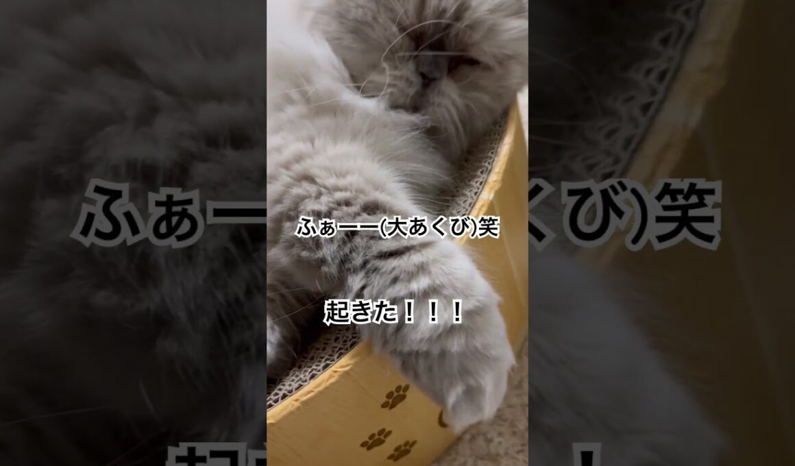 癒しでしかないヒマラヤンのマーベル🐈🐾 #cat #猫好きさんと繋がりたい #ねこ #猫のいる暮らし #shorts