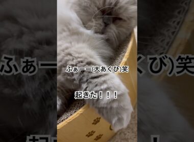 癒しでしかないヒマラヤンのマーベル🐈🐾 #cat #猫好きさんと繋がりたい #ねこ #猫のいる暮らし #shorts