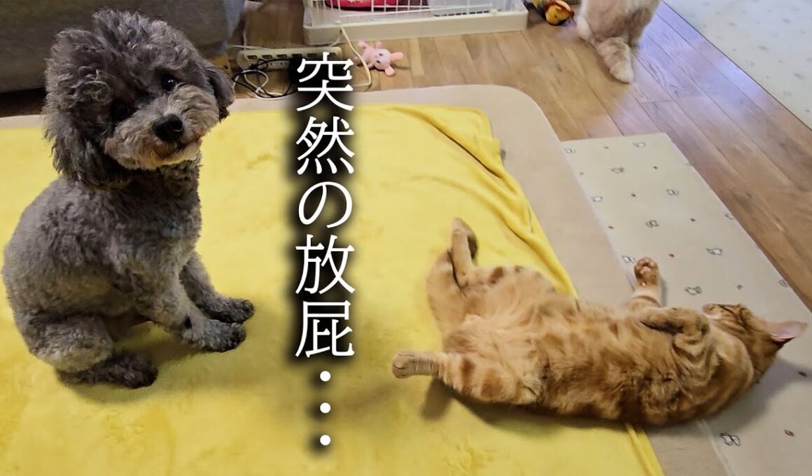 子猫が犬の前でうっかり放屁した瞬間がこちら...