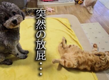子猫が犬の前でうっかり放屁した瞬間がこちら...