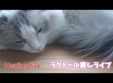 ラグドールを見ながら寝落ちしませんか？最新バージョン㉖【ループ】#cat#癒し
