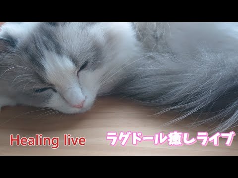 ラグドールを見ながら寝落ちしませんか？最新バージョン㉖【ループ】#cat#癒し