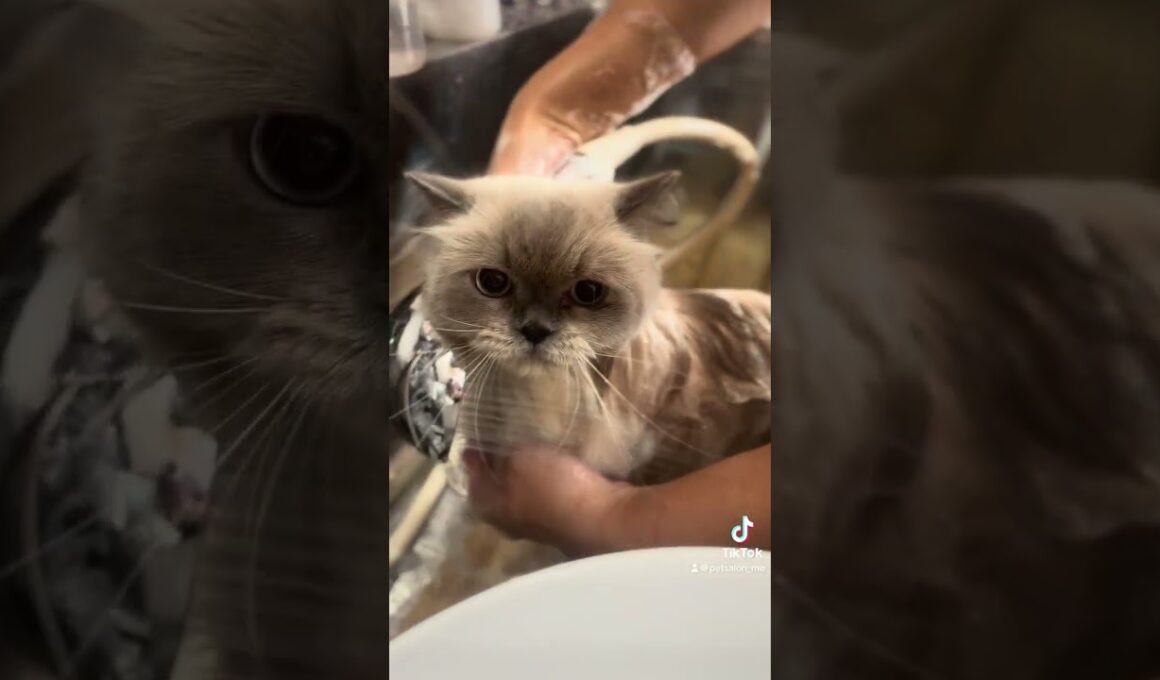 ヒマラヤンのカルピンちゃんが来てくれました　京都市南区　ペットサロンみぃ〜