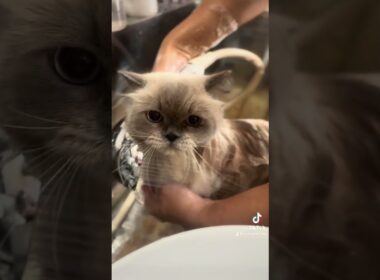 ヒマラヤンのカルピンちゃんが来てくれました　京都市南区　ペットサロンみぃ〜