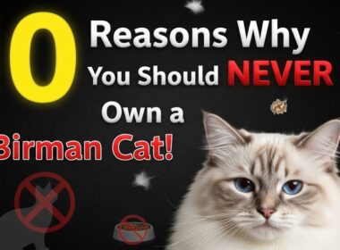 バーマン猫を飼うべきではない10の理由！😼❌（衝撃の真実が明らかに）😼❌