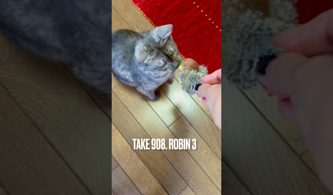 #こまどり #コマドリ ちゃんと #遊ぶ猫 #robin #飽きた猫#egyptianmaucat #エジプシャンマウ #エジプシャンマウスモーク #エジプシャンマウの仲間たち #shorts