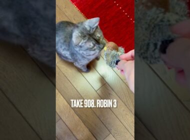 #こまどり #コマドリ ちゃんと #遊ぶ猫 #robin #飽きた猫#egyptianmaucat #エジプシャンマウ #エジプシャンマウスモーク #エジプシャンマウの仲間たち #shorts