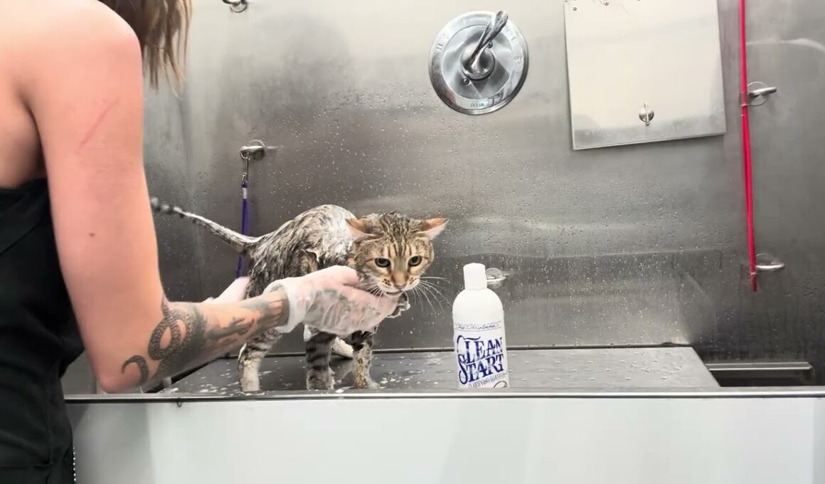 すごくこだわりのあるオシキャットとお風呂タイム😹💦