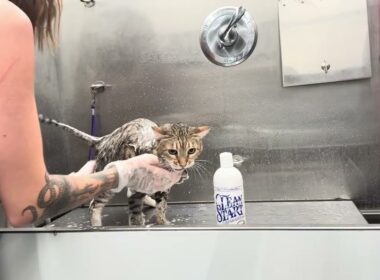 すごくこだわりのあるオシキャットとお風呂タイム😹💦