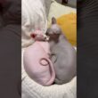 仲良しすぎてしんどw猫のスルタンとアレクサンドラ【スフィンクス】