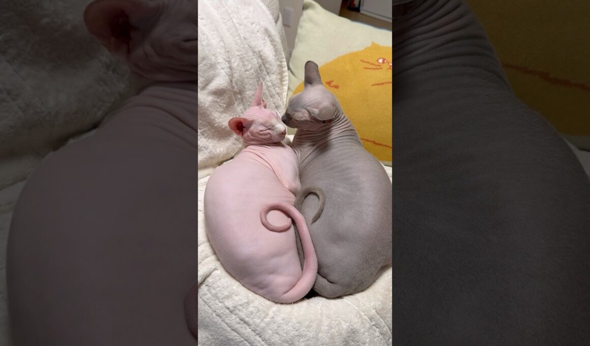 仲良しすぎてしんどw猫のスルタンとアレクサンドラ【スフィンクス】