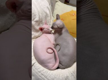 仲良しすぎてしんどw猫のスルタンとアレクサンドラ【スフィンクス】