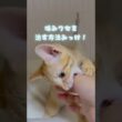 【子猫】めちゃくちゃ噛まれて生傷が絶えない主