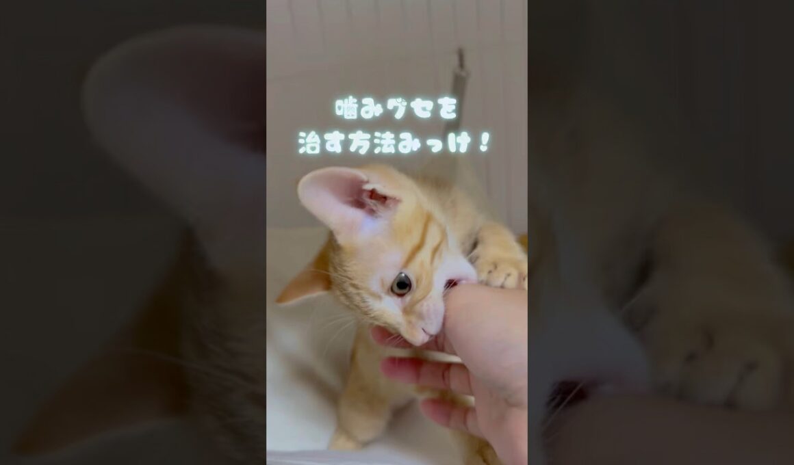 【子猫】めちゃくちゃ噛まれて生傷が絶えない主